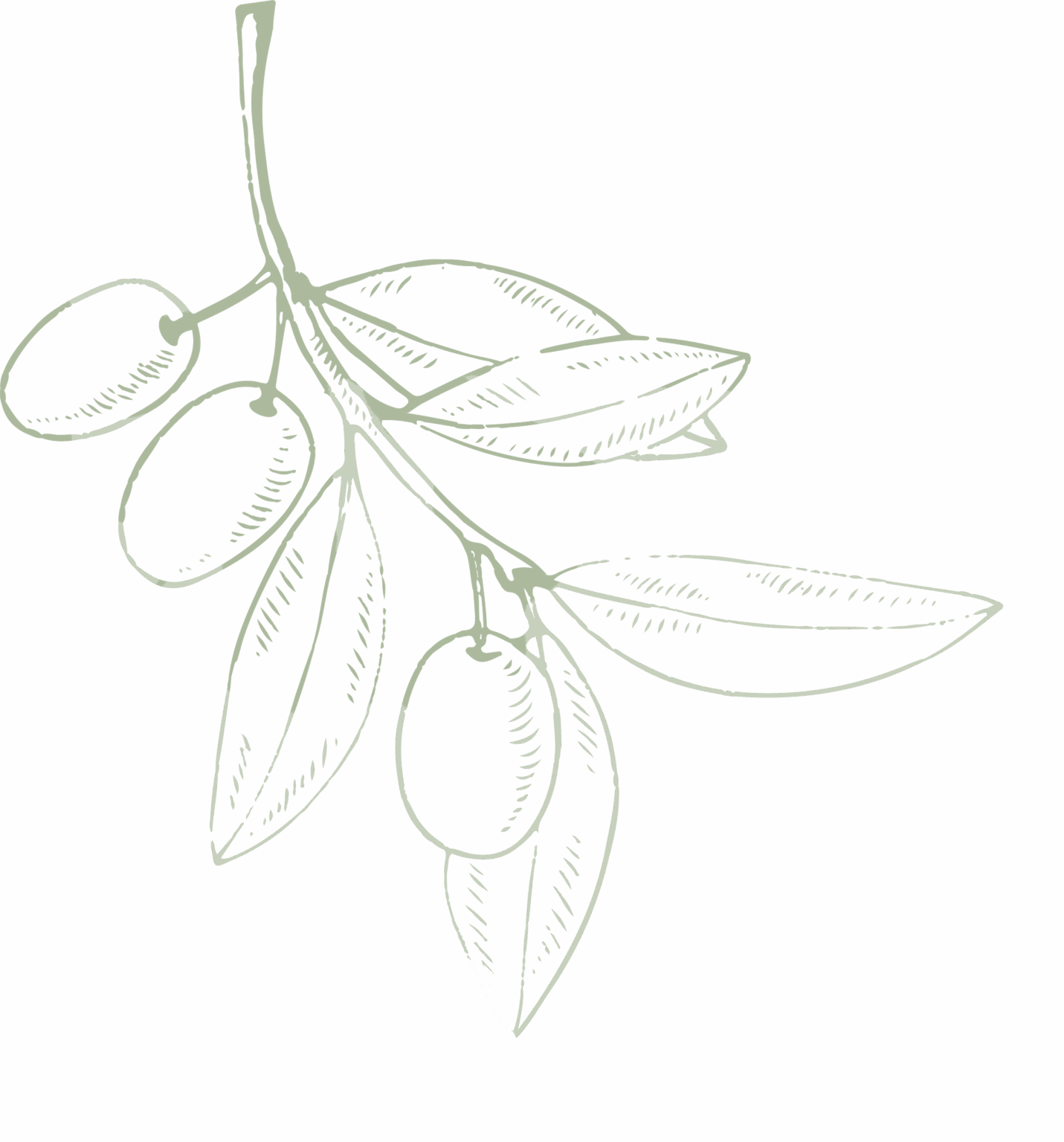 Roscolivo: Bizcocho con aceite de oliva virgen extra