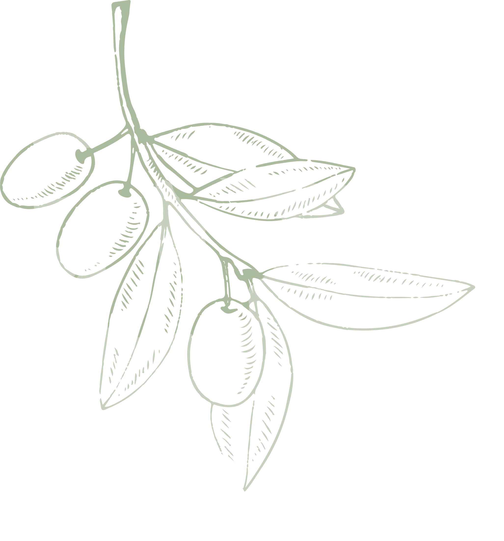 Roscolivo: Bizcocho con aceite de oliva virgen extra